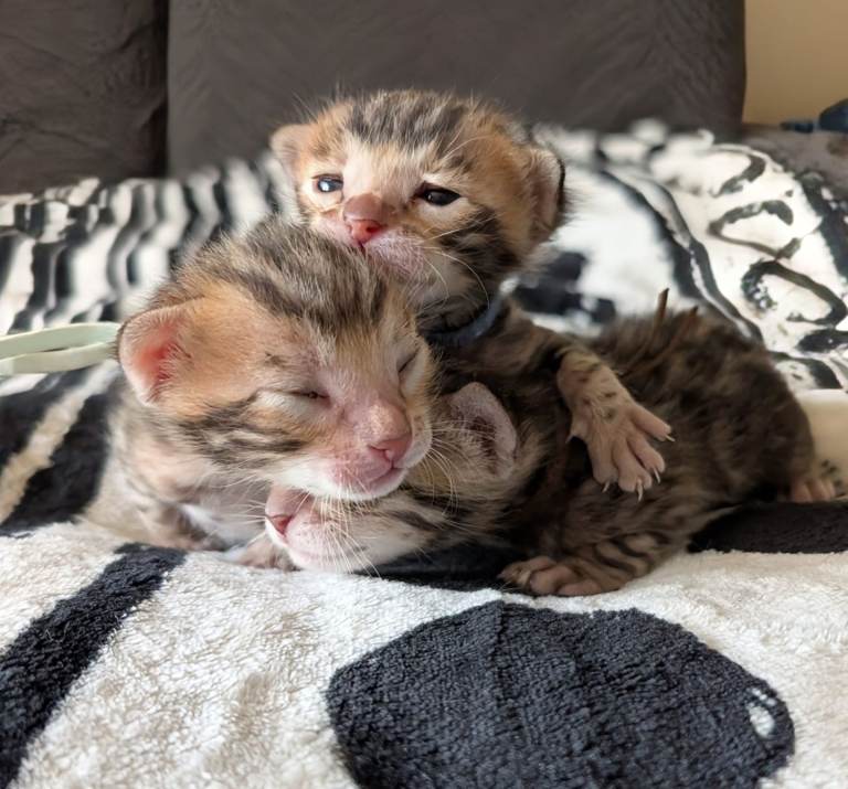 Registered Bengal kittens 