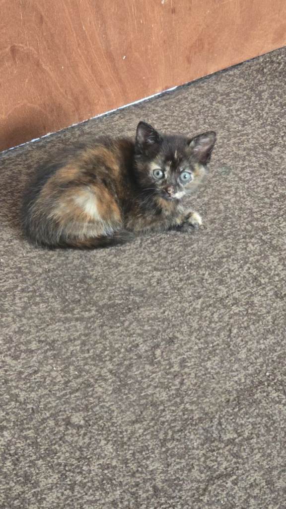 Kittens 