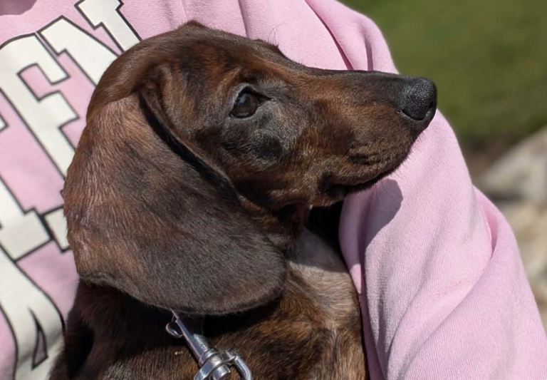 Miniature dachshund baby 
