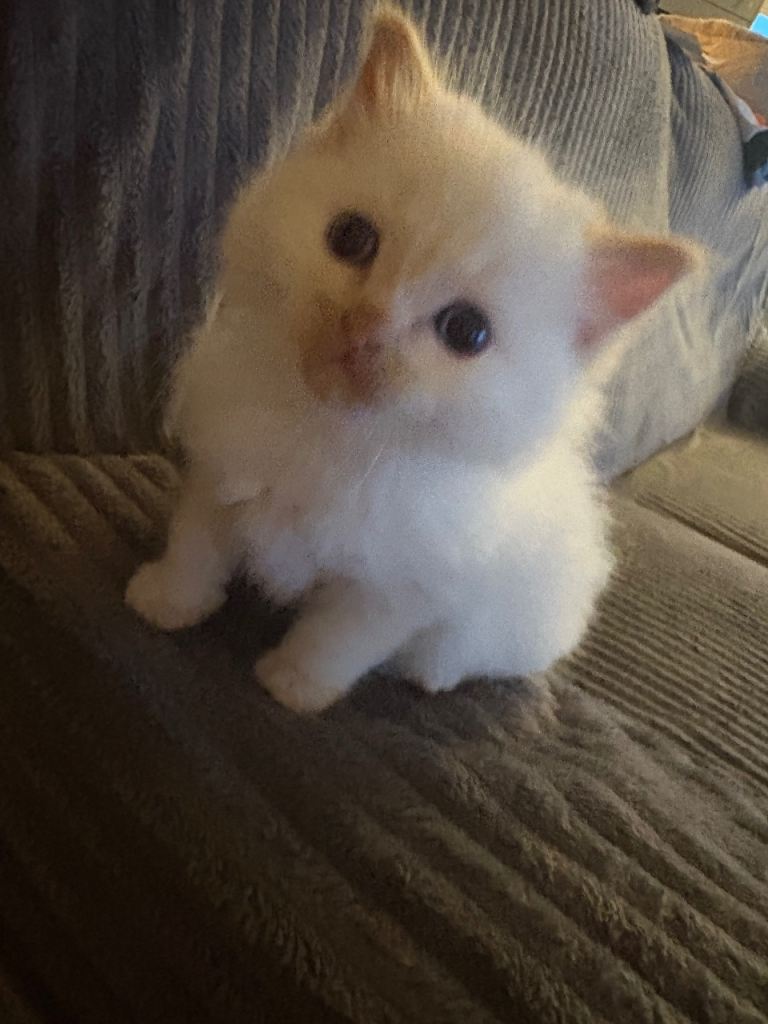 Ragdoll kitten