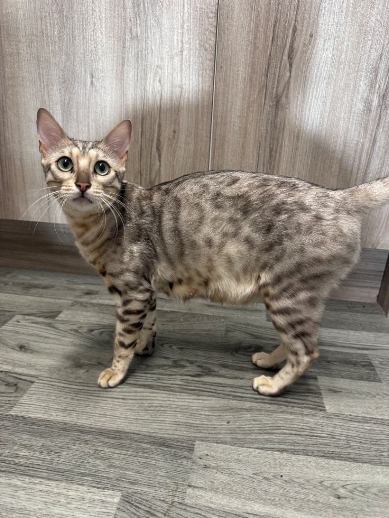 Stunning Snow Sepia 🐾🐆