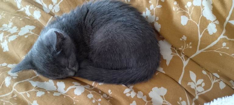 Male grey kitten 