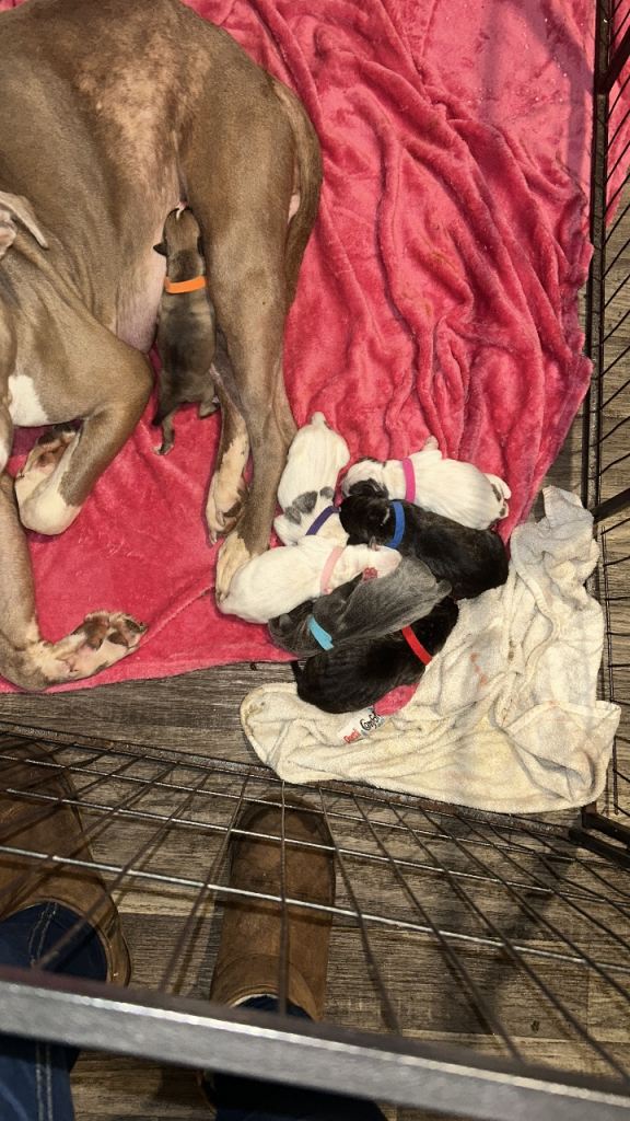 Stunning litter american bulldogs 