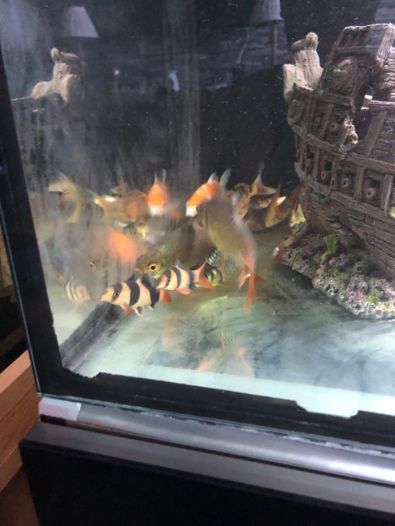 Koi an tropical fish 
