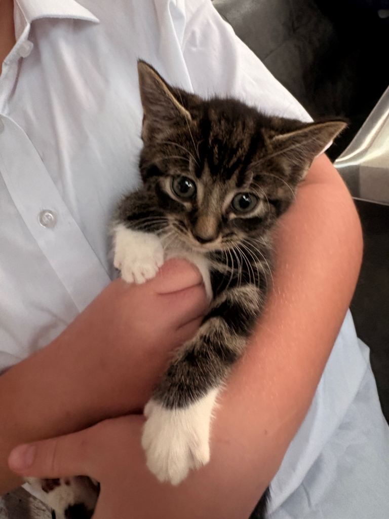 3 beautiful kittens for sale