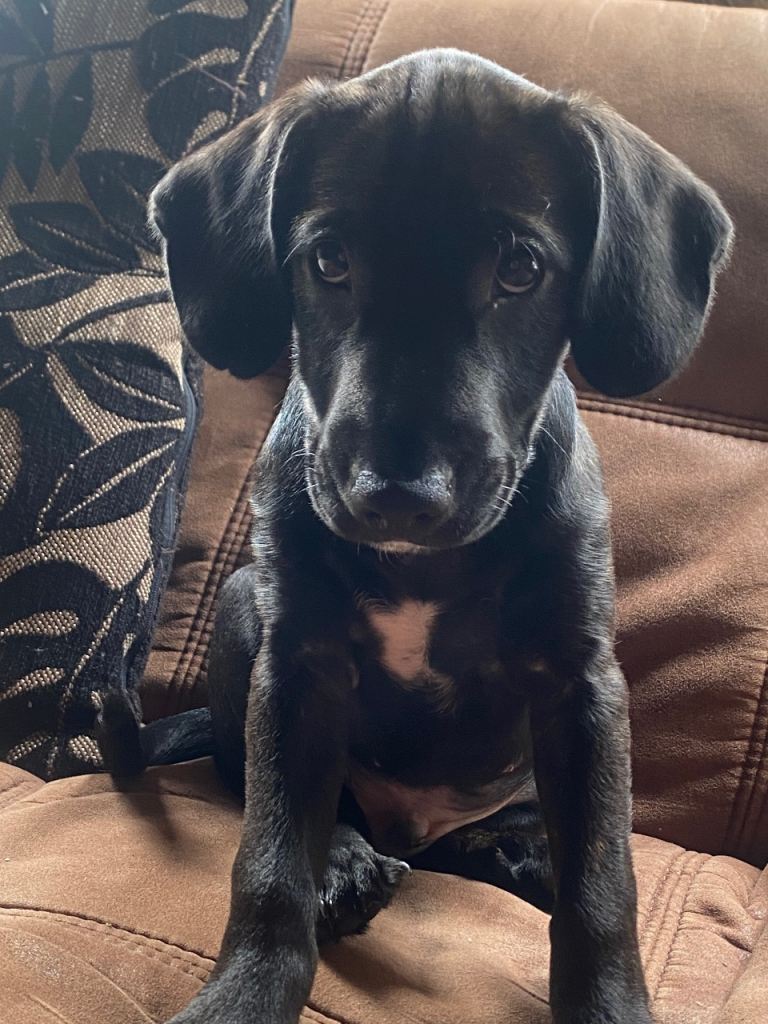 2x Male Staffy Cocker Puppies