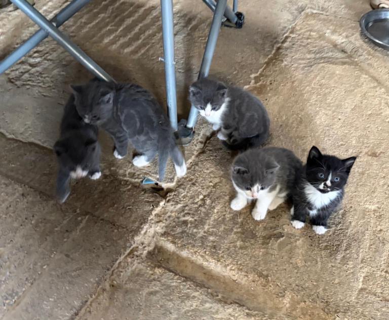 Five lovely kittens for sale