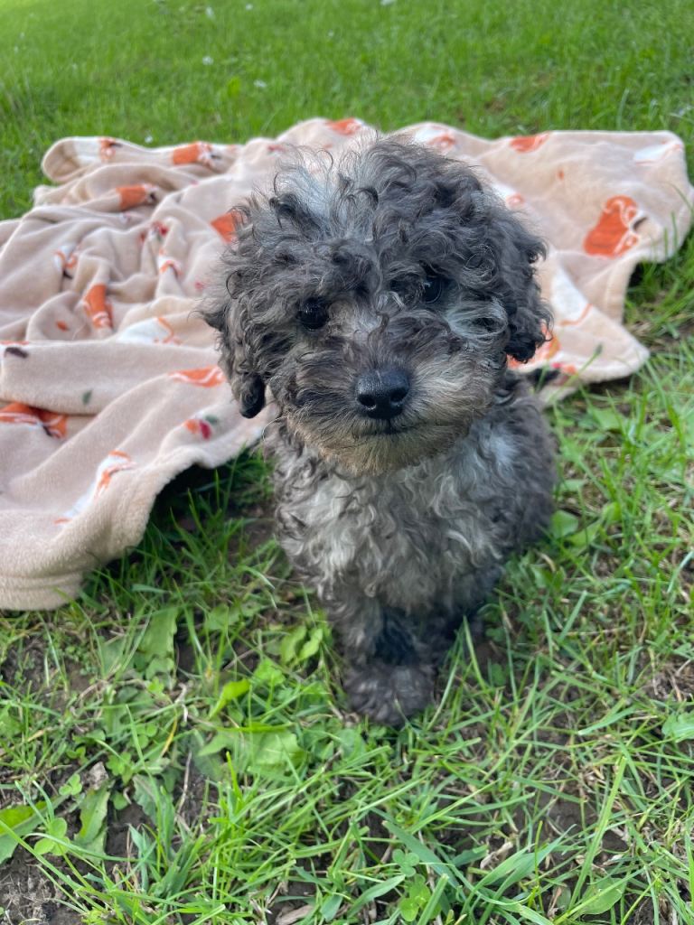 Cavapoos, last girl available. 