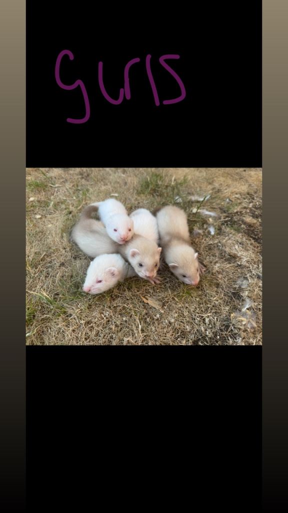 Ferrets kits