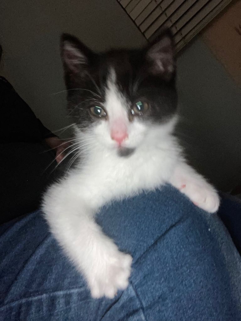 Kittens