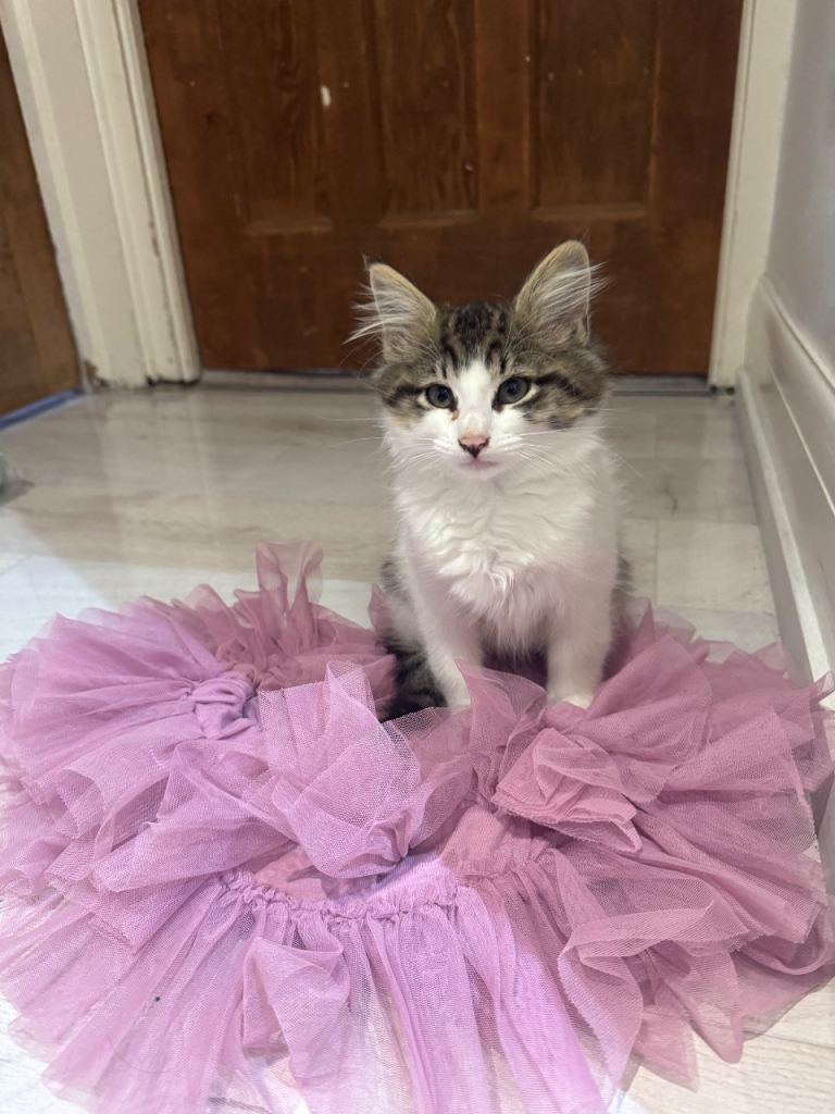 Lovely fluffy soft boy kitten