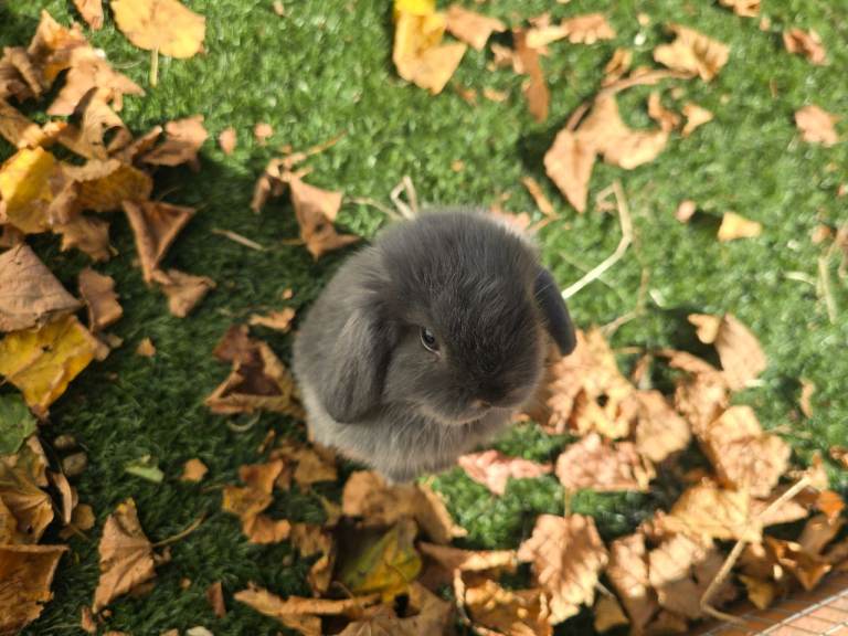 Last blue mini lop girl