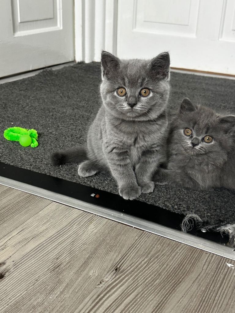 Beautiful British Shorthair Kittens