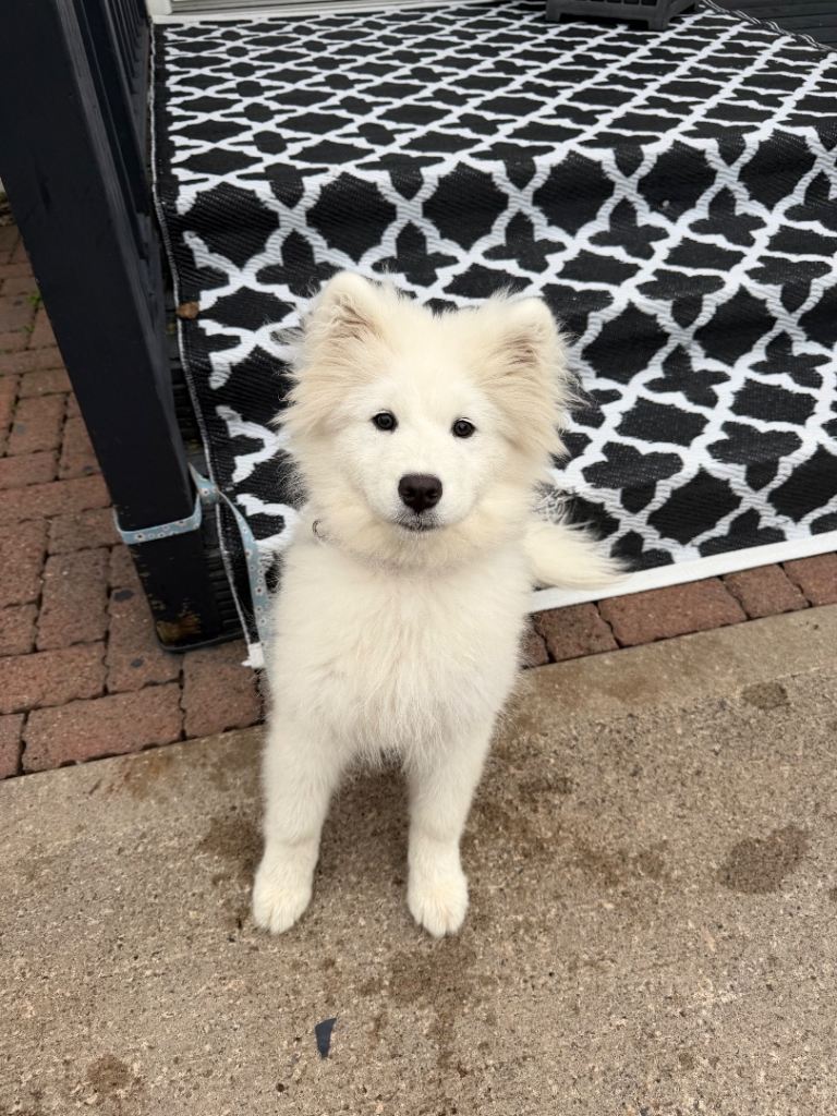 Samoyed puppy