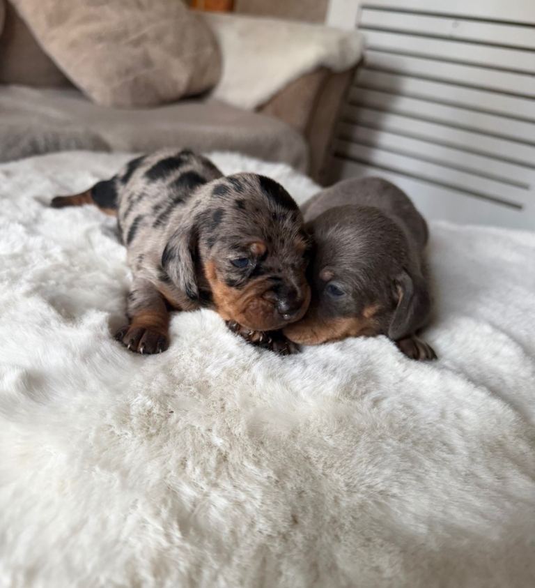 Dachshund Puppies 