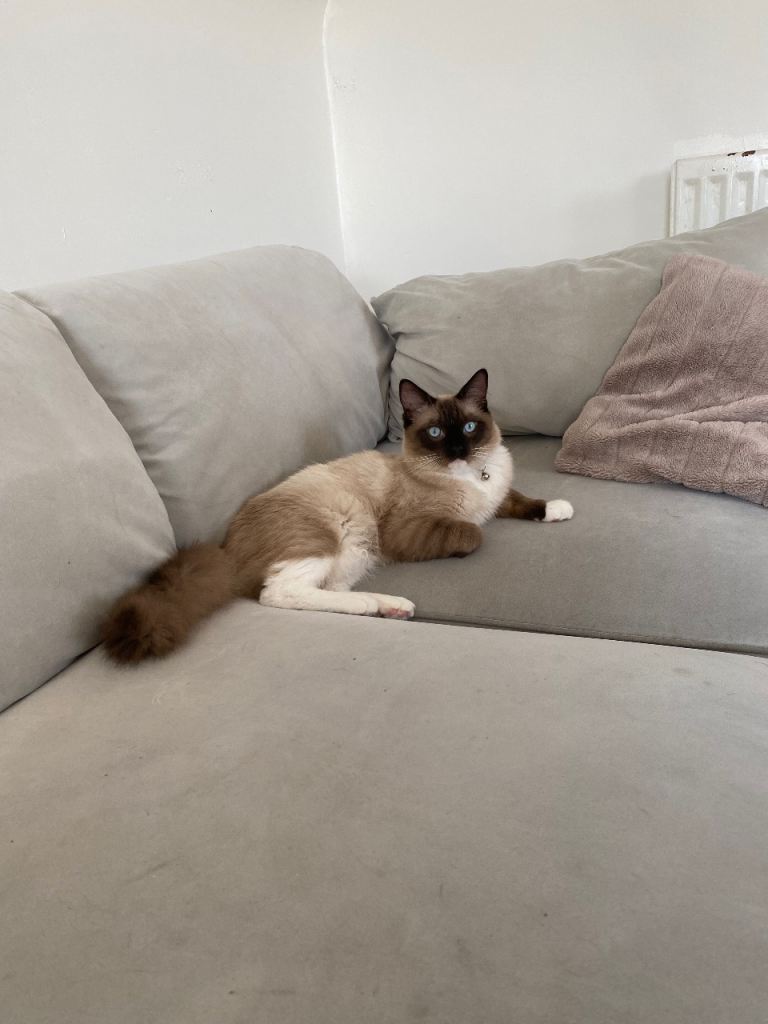 Cat for sell