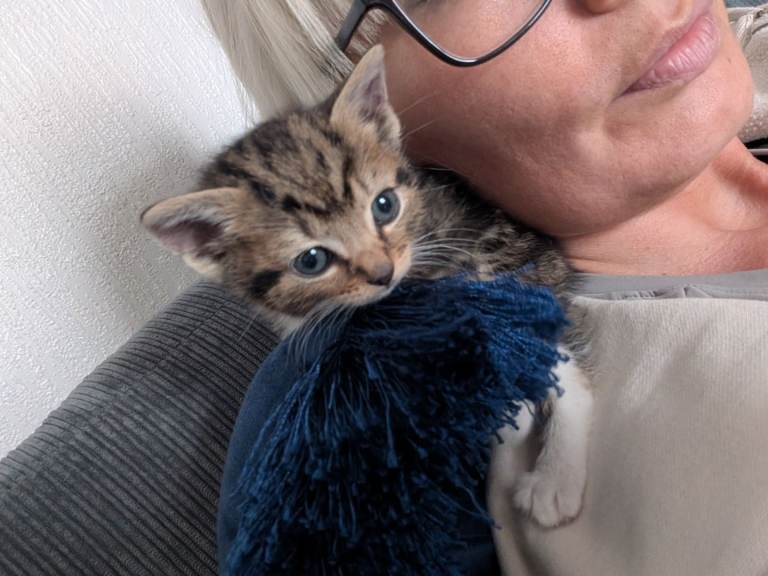 7 week old kittens 