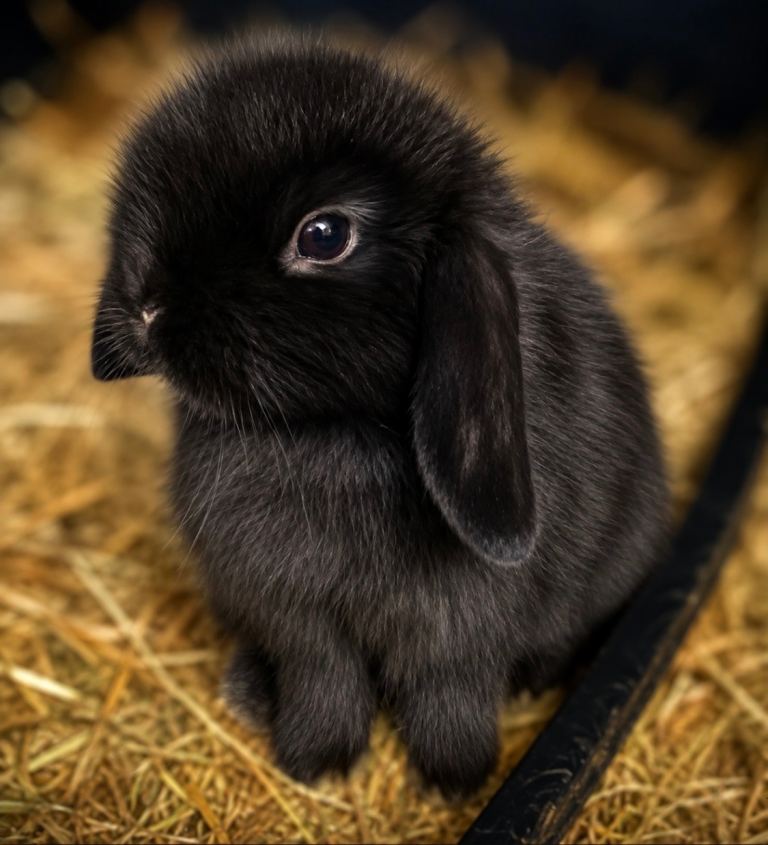 🐰STUNNING BABY MINI LOP BUNNYS 🐰