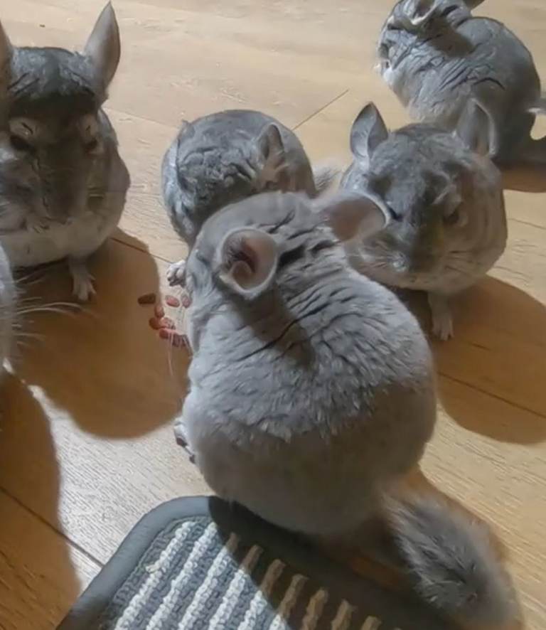 Chinchilla Kits