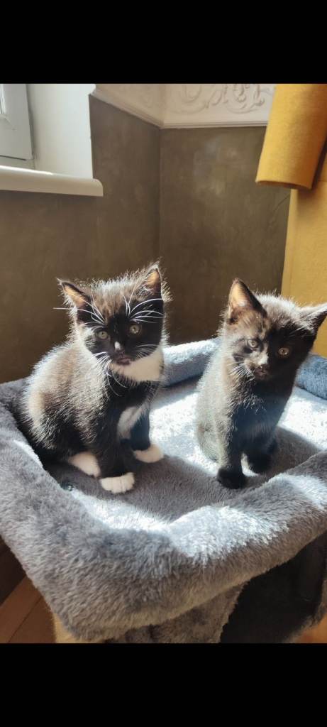 Adorable kittens , very friendly and cute 