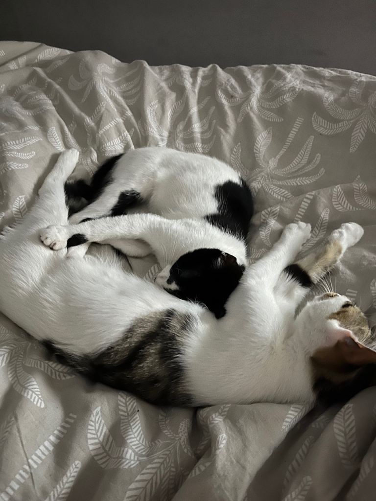 2 male kittens 