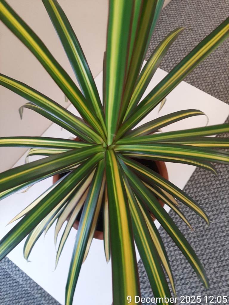 image for 'Sunray' Dracaena marginata (H 55cm × W 70cm)