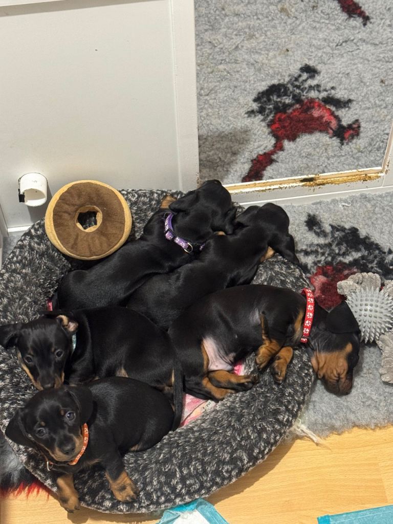 KC Registered ready to leave 11th Jan- black & tan miniature dachshunds 