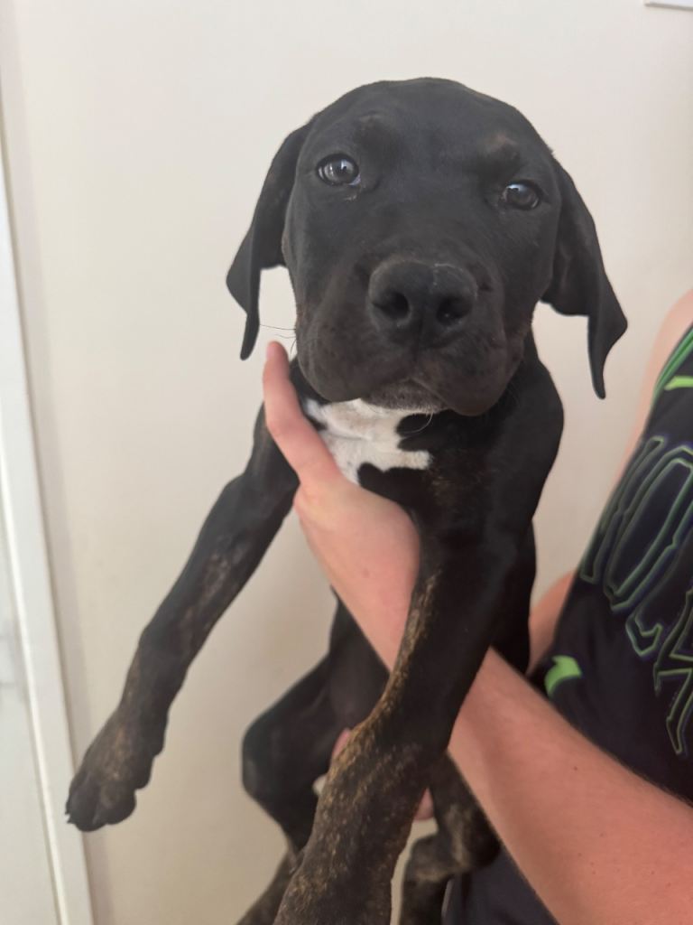 Cane Corso x Presa Canario Puppies