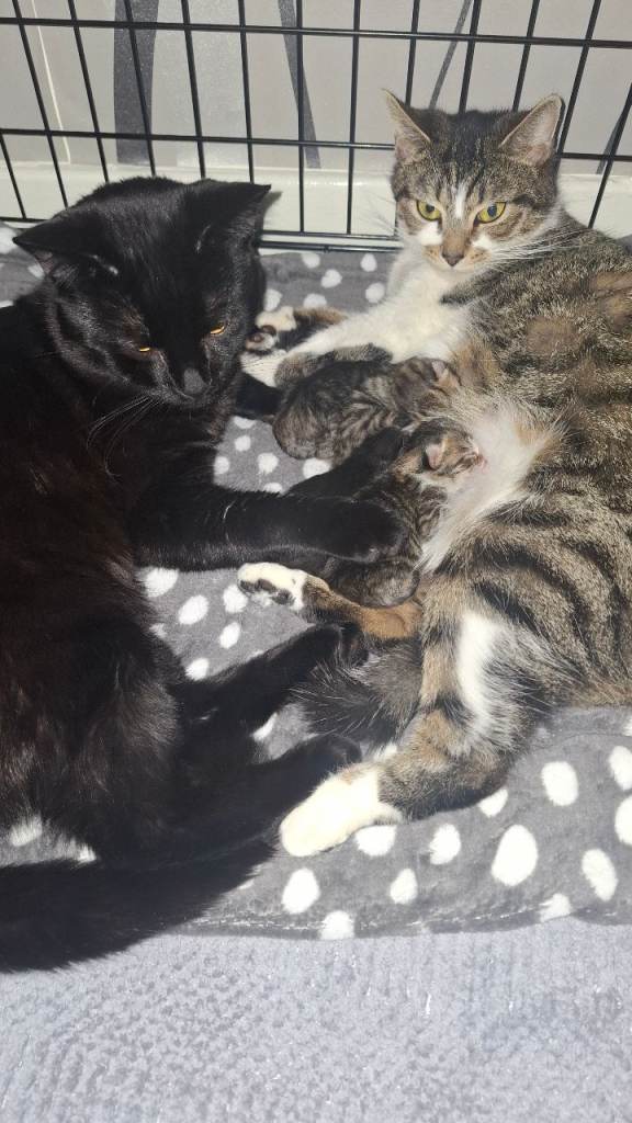 3 kittens for sale 