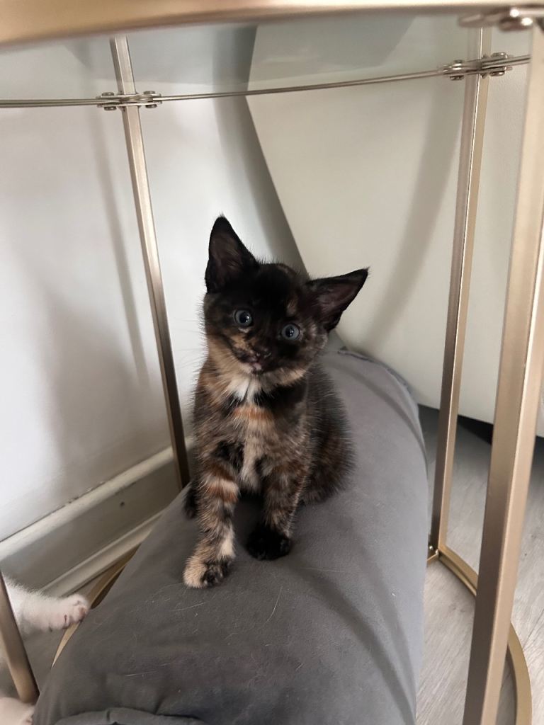 kitten 
