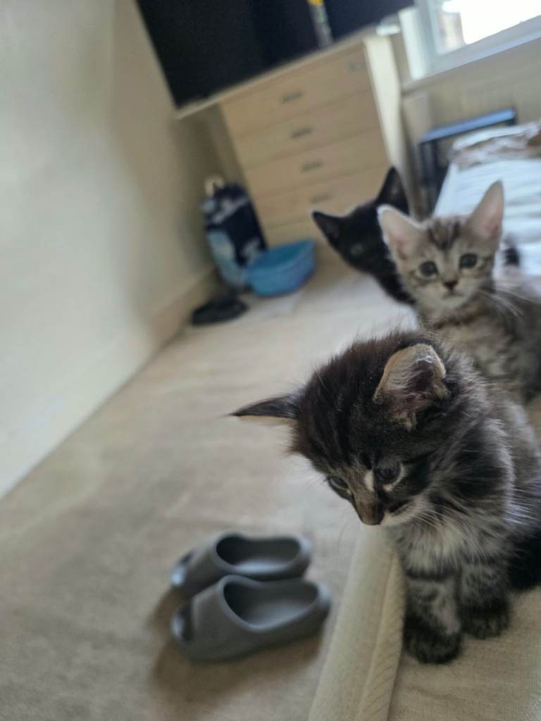 3 lovely kittens