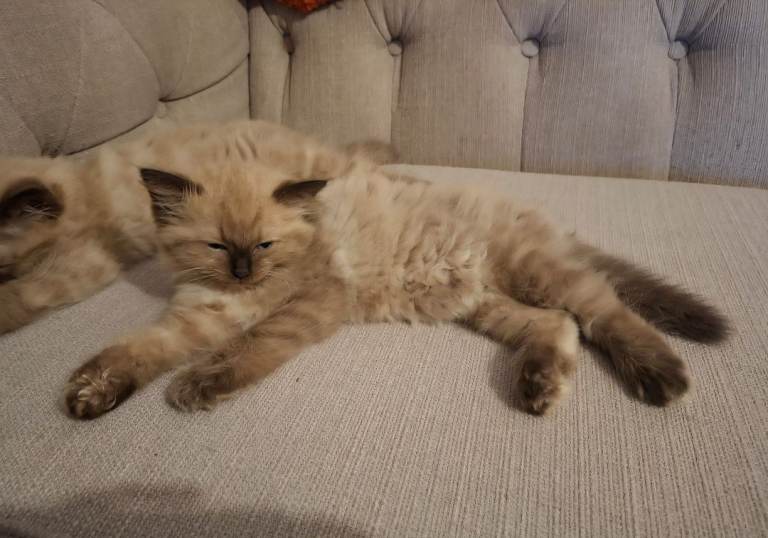 Beautiful ragdoll kittens