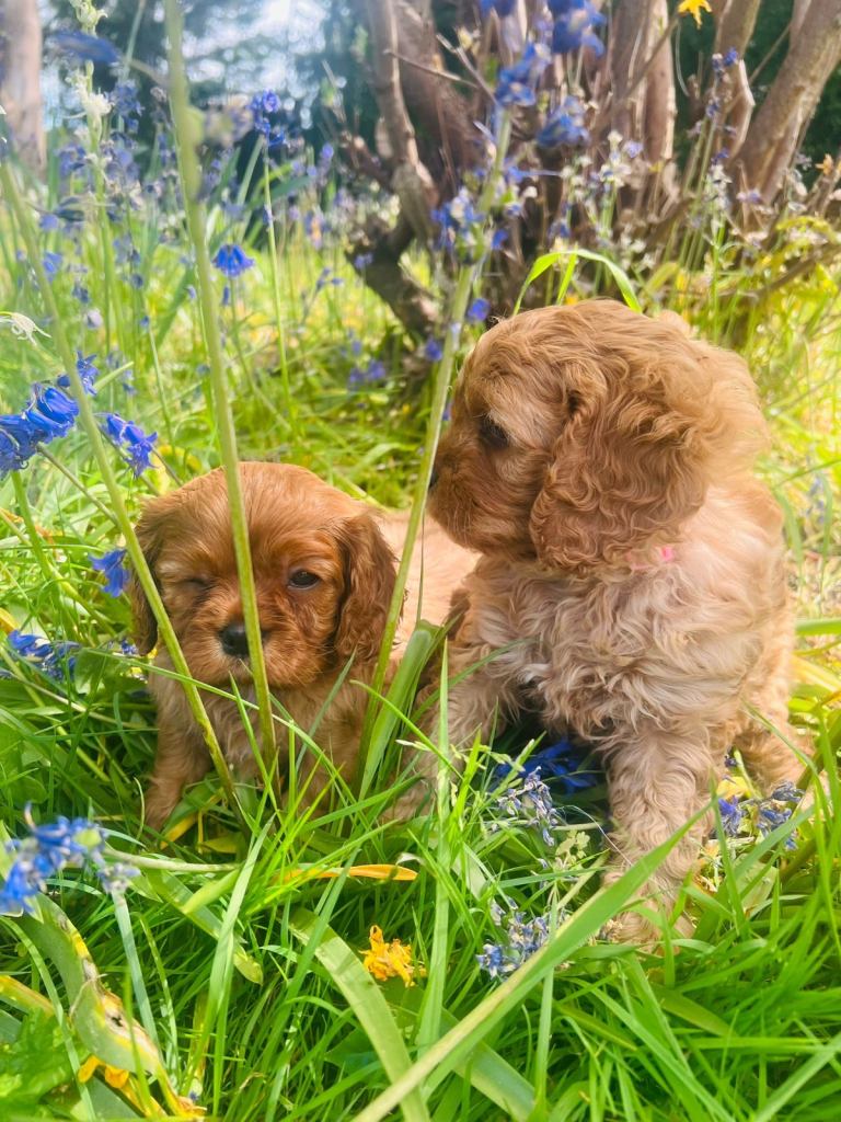 Beautiful cavapoo puppies