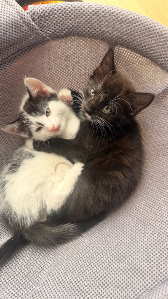 Kitten