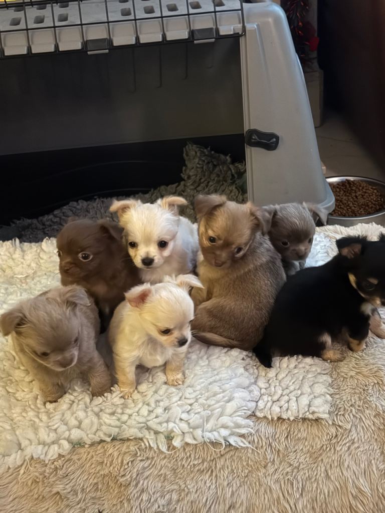 Chihuahua long haired pups
