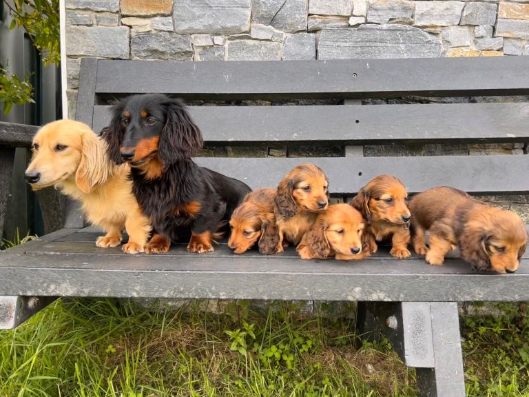 Ikc registered Minature longhaired dachshund 