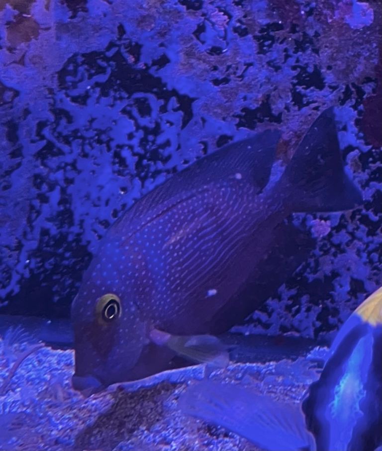 Mix of marine fish for sale