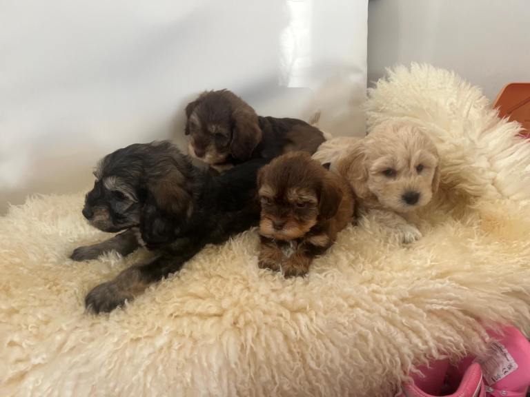 Cockapoo puppies for sale 