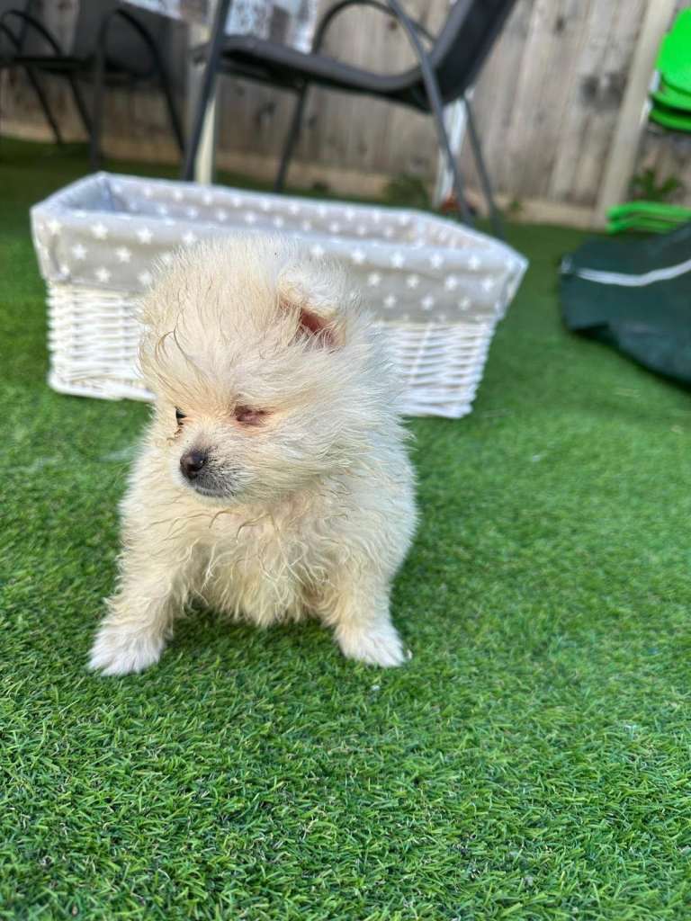❤️ Special Cream Male Pomeranian Puppy