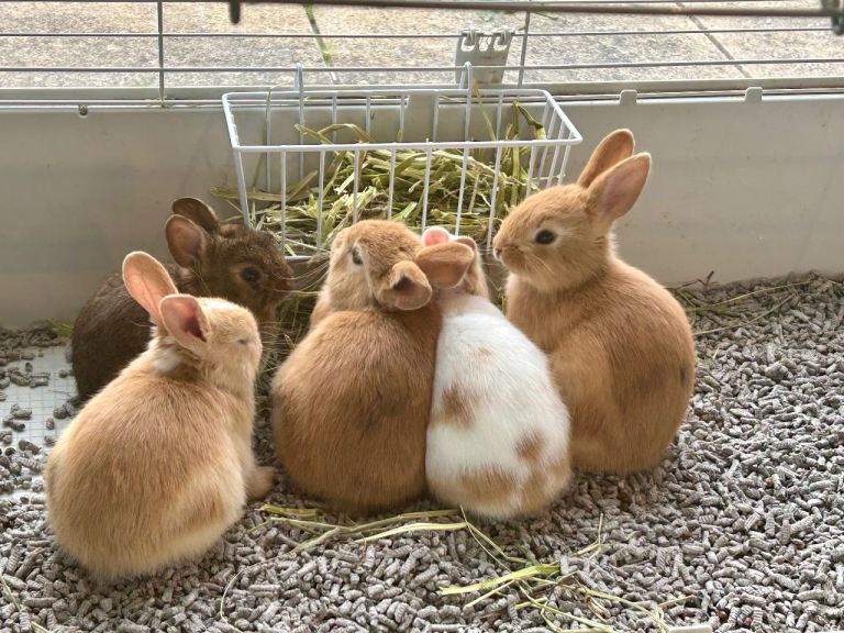 Three bunnies 🐰 are looking for a forever home