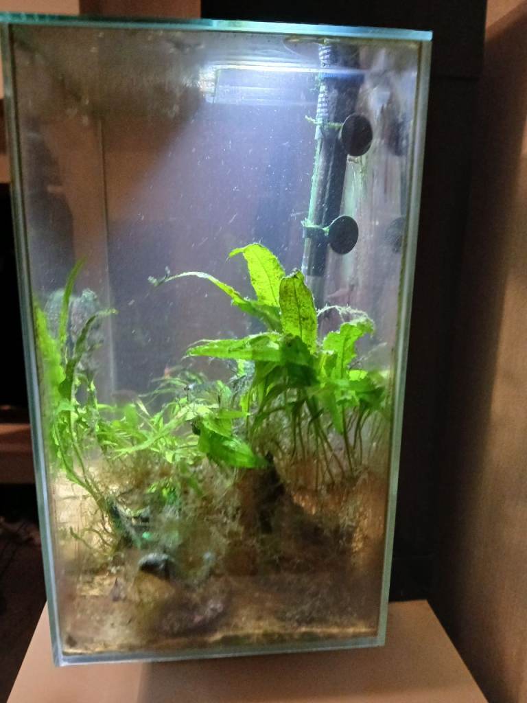 Fluval edge 46l aquarium