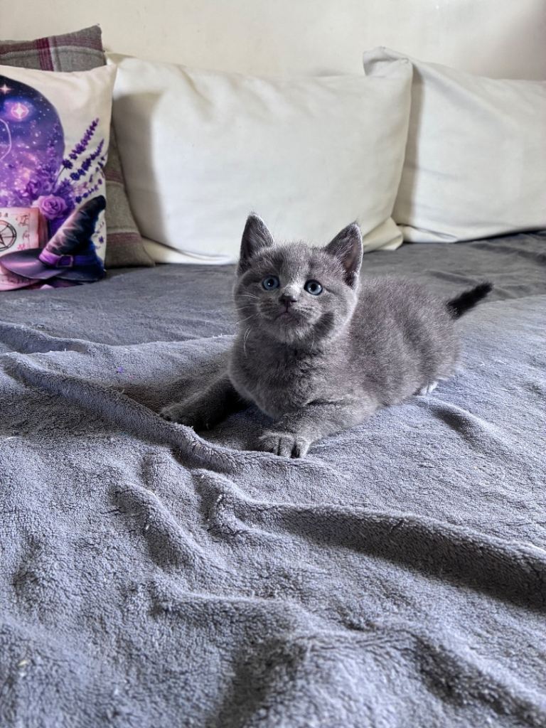 2 GIRLS left Russian Blue x kittens