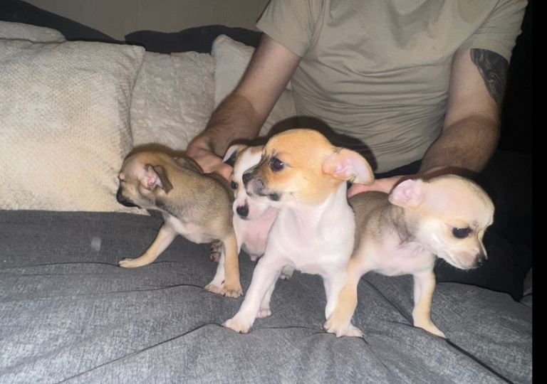 Chihuahua Puppies for Sale – Purebred