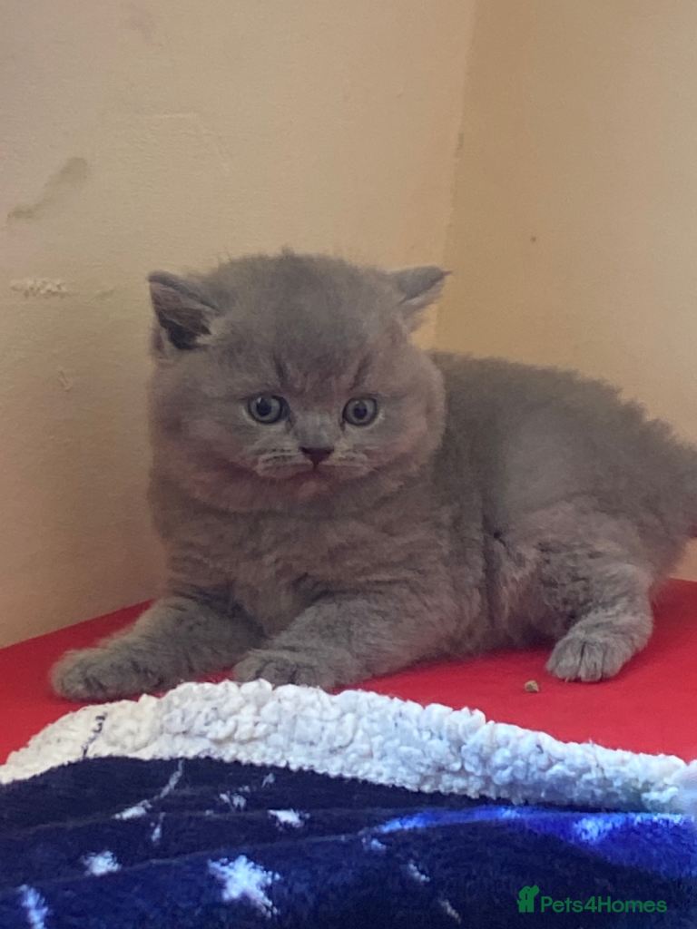     British Shorthair Kittens for Sale
