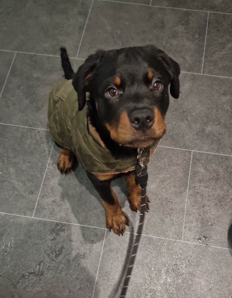 Fantastic KC Rottweiler puppy