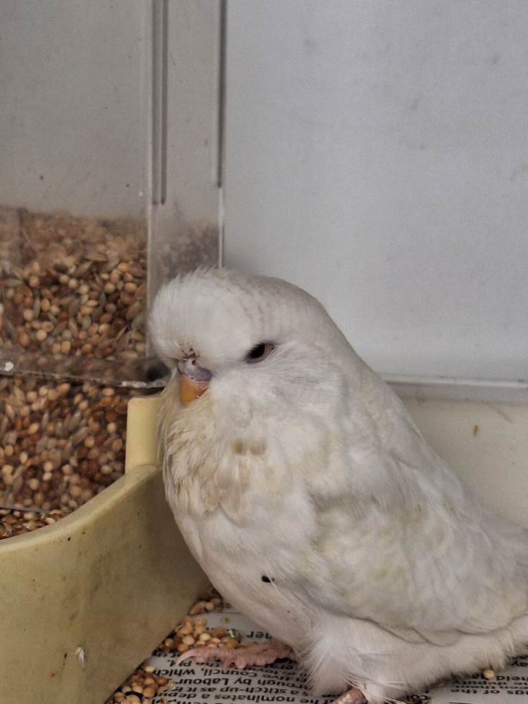 Baby budgies for sale 