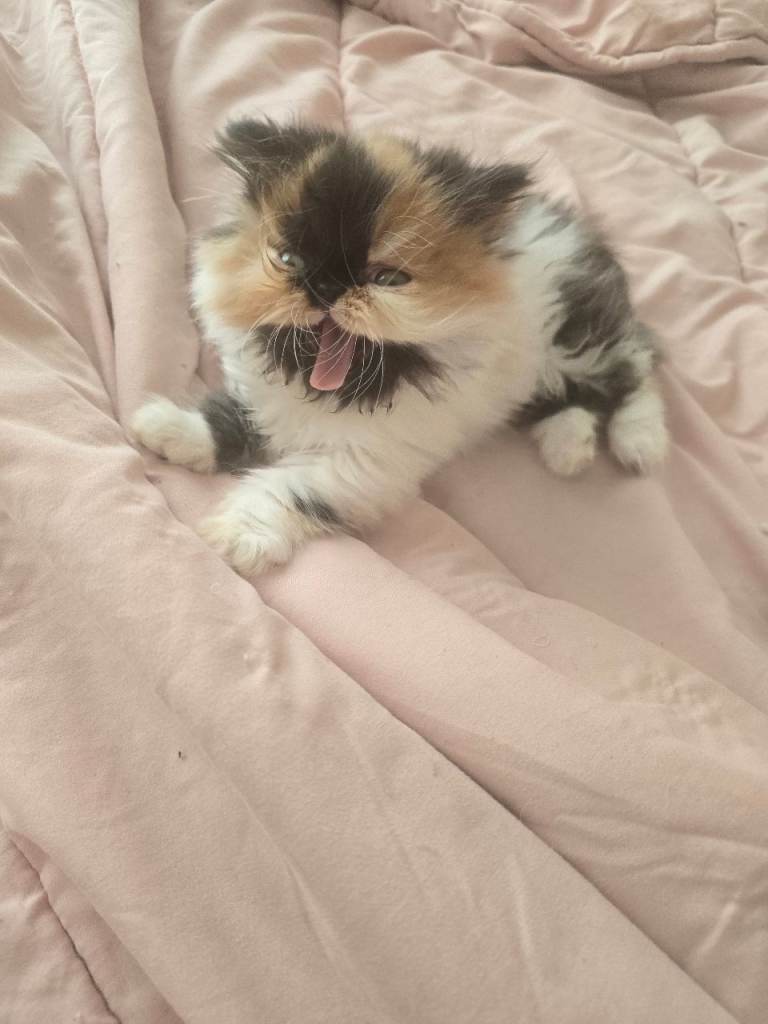Persian Kitten