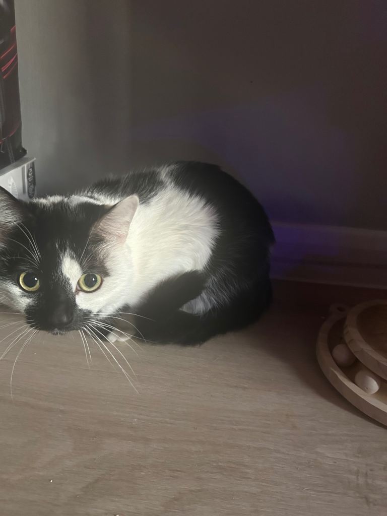 Domestic Longhair Cat for sale 