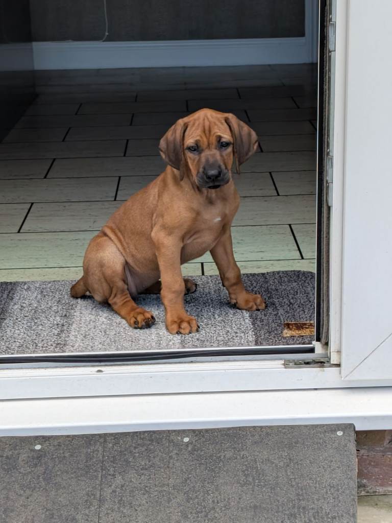 Rhodesian Ridgeback Girl