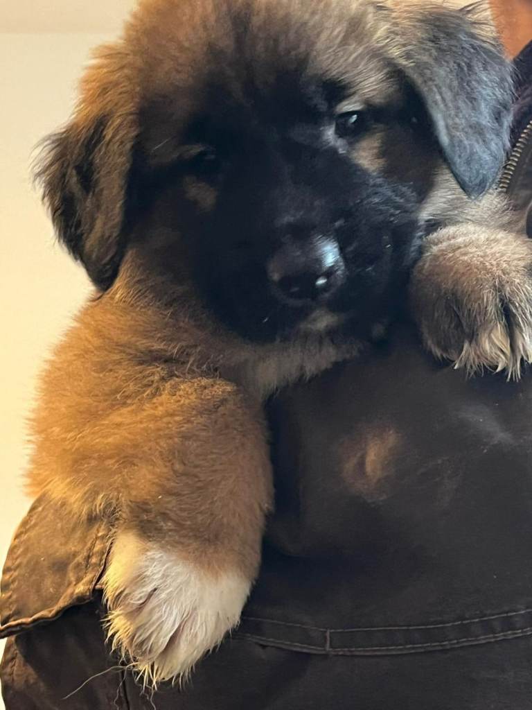 Leonberger cross Shepherd puppies